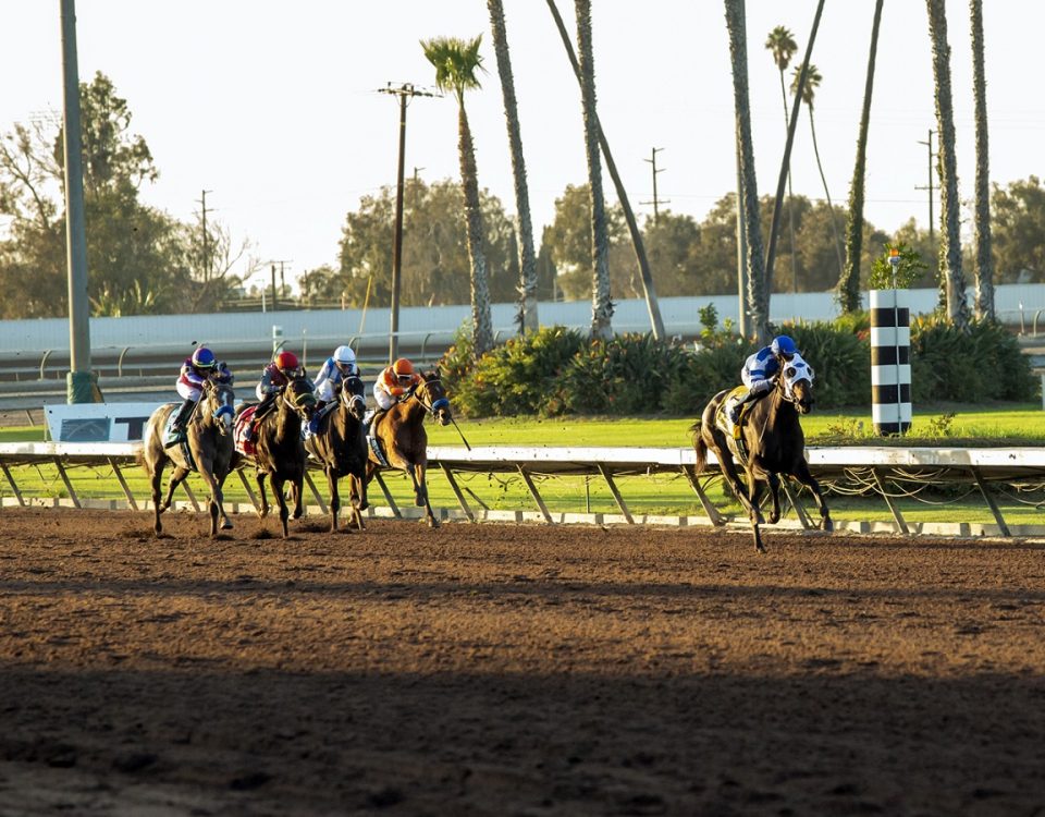 Professor's Pride - Los Alamitos - Benoit Photo