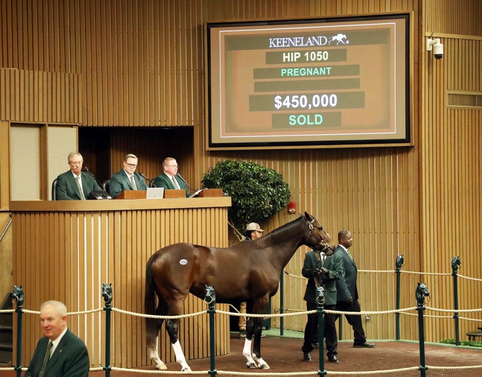 Brockovich - Keeneland Sales - Coady Photography