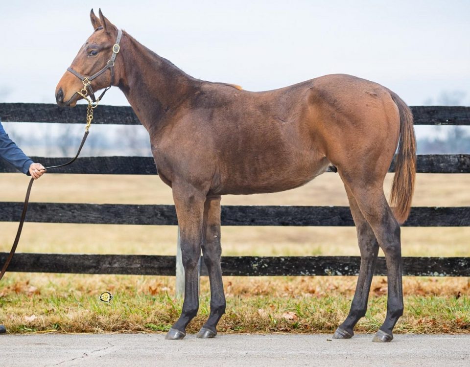 Hip 2355 - Keeneland Sales - Keeneland