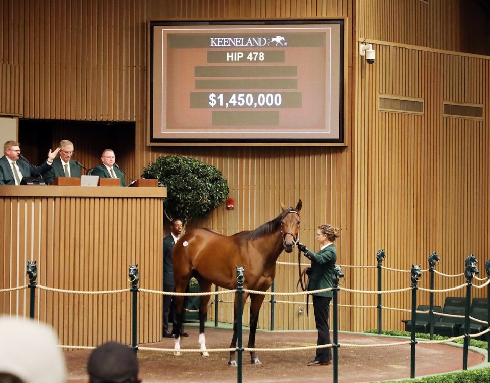 Park Avenue - Keeneland Sales - Coady Photography