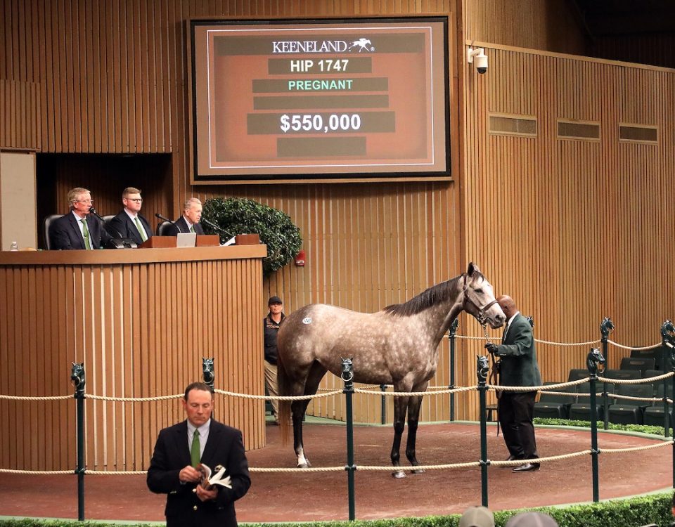 Spritz - Keeneland Sales - Coady Photography