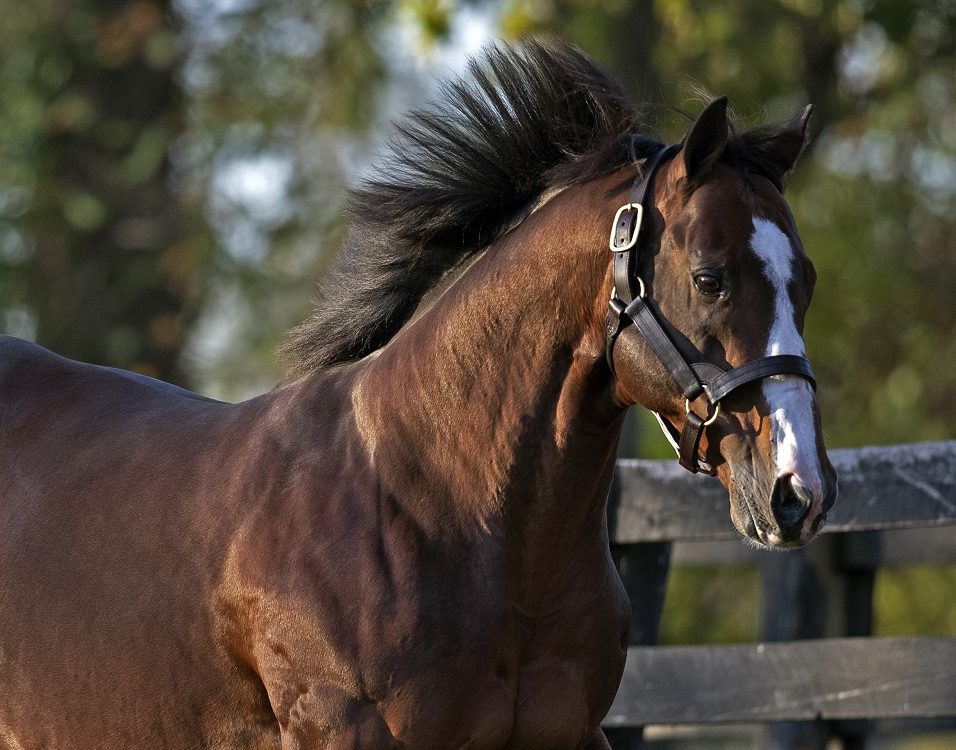 Into Mischief - Spendthrift Farm - Barbara D. Livingston