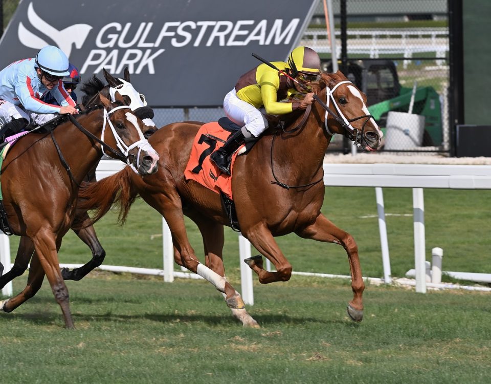 Roaring Forties - Sunshine Turf - Lauren King