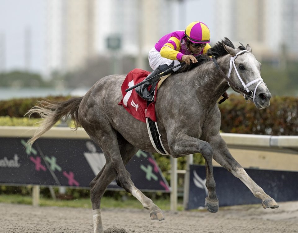 Tapit Trice- Gulfstream Park - Barbara D. Livingston