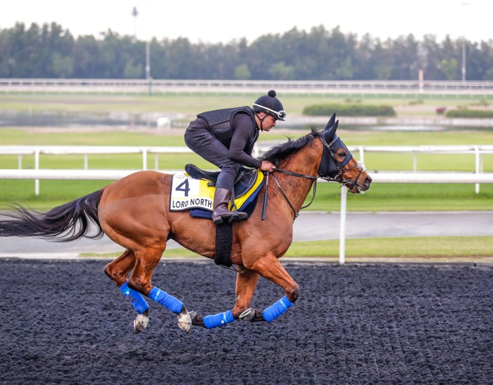 Lord North - Meydan - Dubai Racing Club