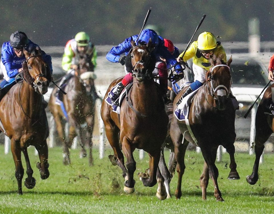 Meydan - Turf Action - Dubai Racing Club