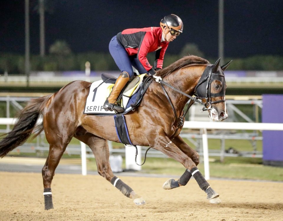 Serifos (JPN) - Meydan - Dubai Racing Club