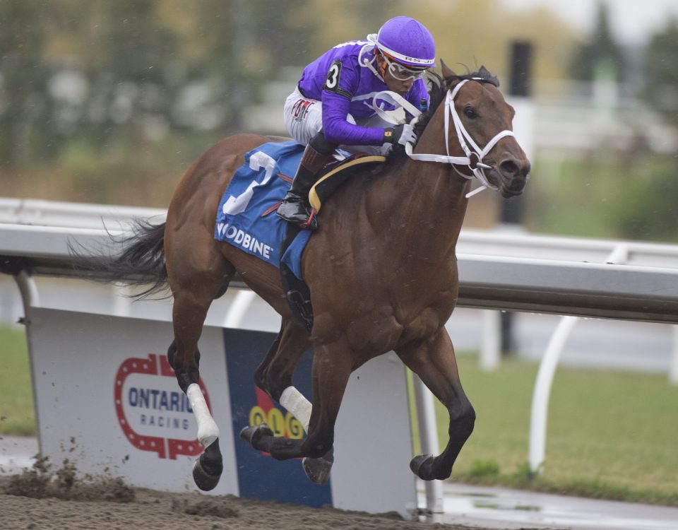 NEW YORK THUNDER - Woodstock Stakes - Woodbine - Michael Burns