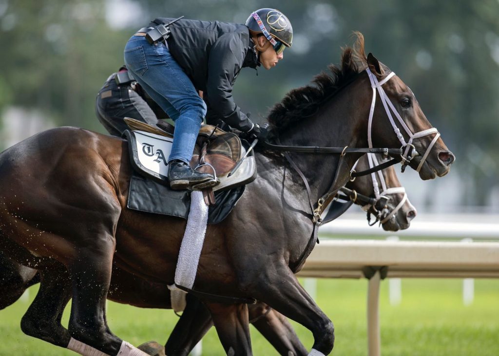 Forte - Foto: Barbara Livingston : Daily Racing Form