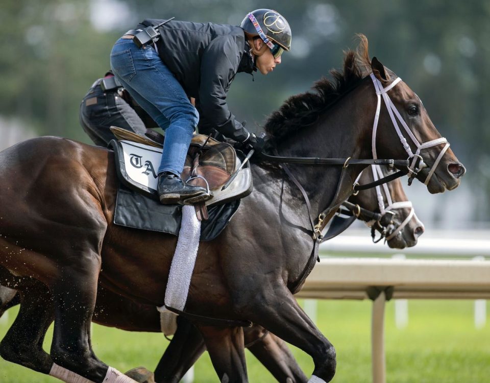 Forte - Foto: Barbara Livingston : Daily Racing Form