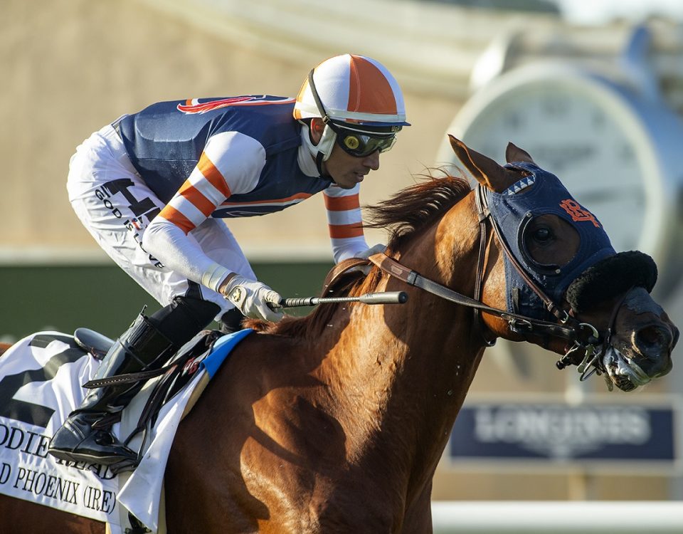 Gold Phoenix - Eddie Read S. - Benoit Photo