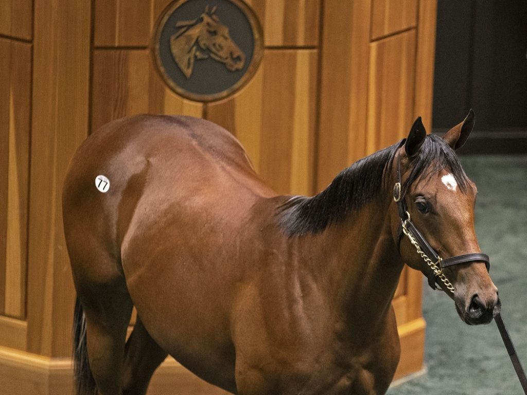 Hip 77 Fasig-Tipton Saratoga 2023 - Foto Barbara Livingston - DRF - B