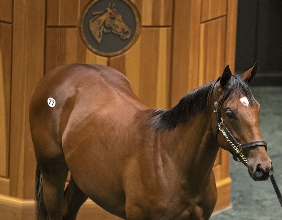 Hip 77 Fasig-Tipton Saratoga 2023 - Foto Barbara Livingston - DRF - B