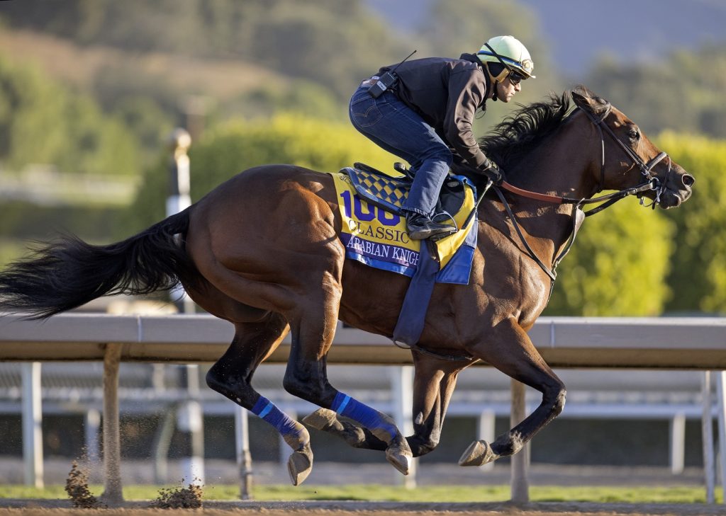 Arabian Knight - Barbara Livingston - DRF