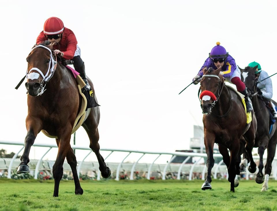 Dandy Man Shines (Ire) - Let It Ride Stakes - Créditos: Benoit Photo