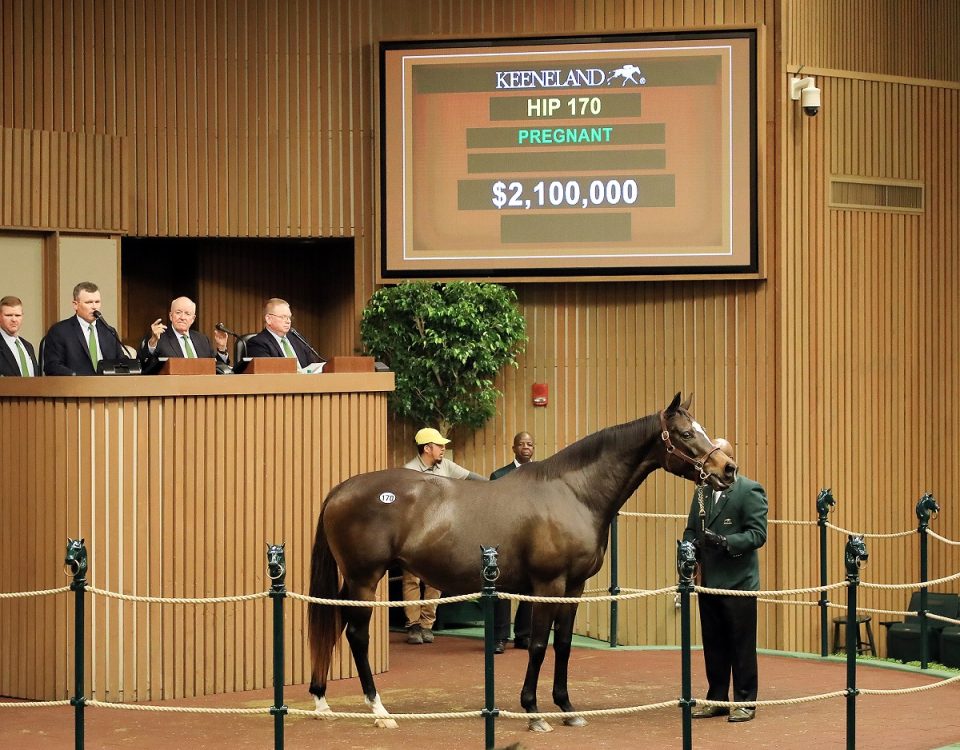 Hip 170 White Hot, 2023 Keeneland November Sale
