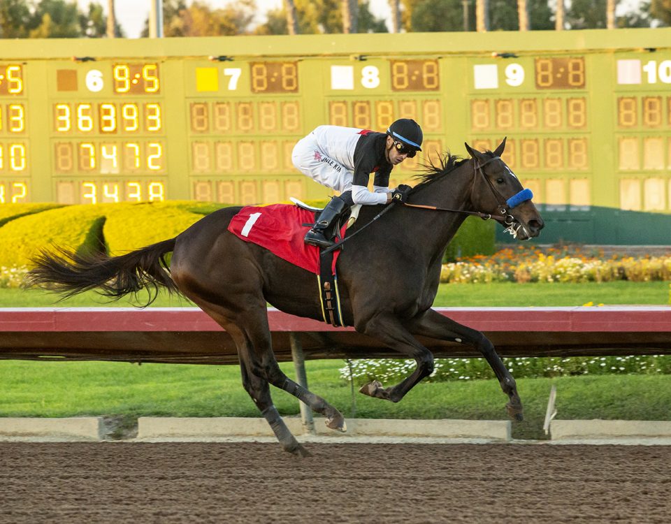 Nothing Like You - Grade II, $200,000 Starle - Los Alamitos Race Course, Cypress CA. - © BENOIT PHOTO