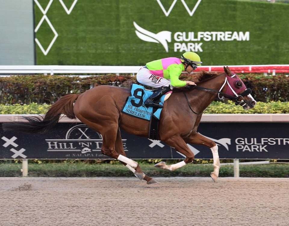 Sibelius - Mr. Prospector Stakes - Coglianese Photo