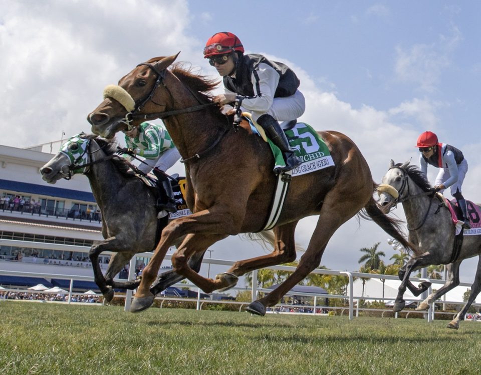 Gulfstream Park - Turf Action - Barbara D. Livingston