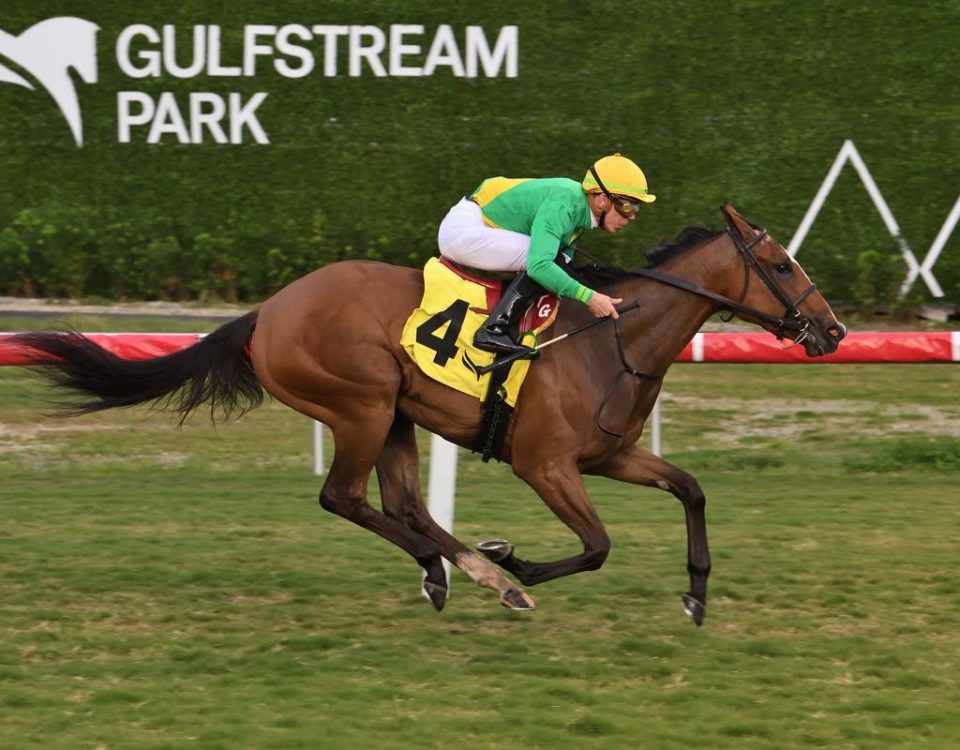 Ozara - Ginger Brew Stakes - Coglianese Photo