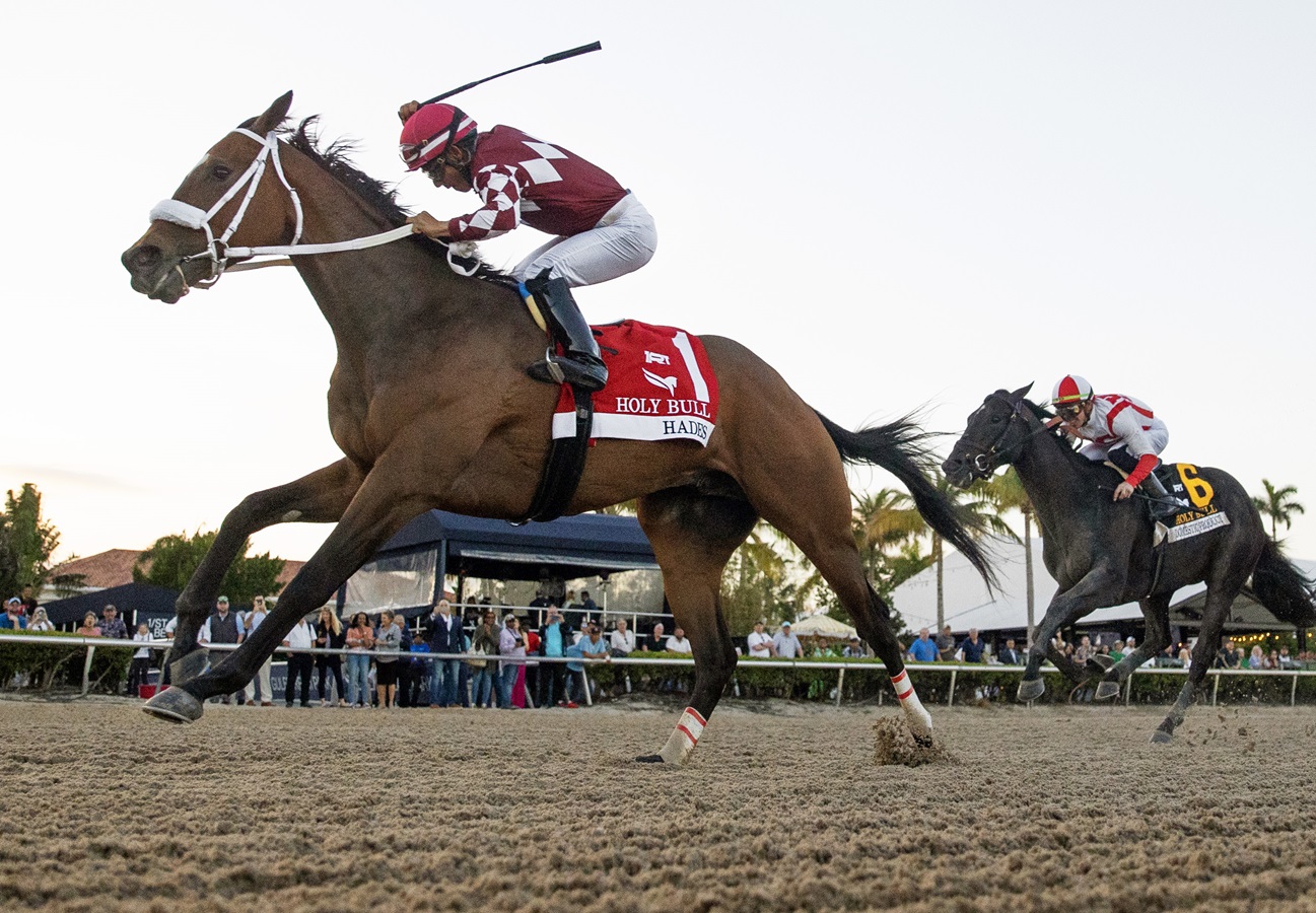 Hades estuvo espectacular en el Holy Bull Stakes DRF en Español