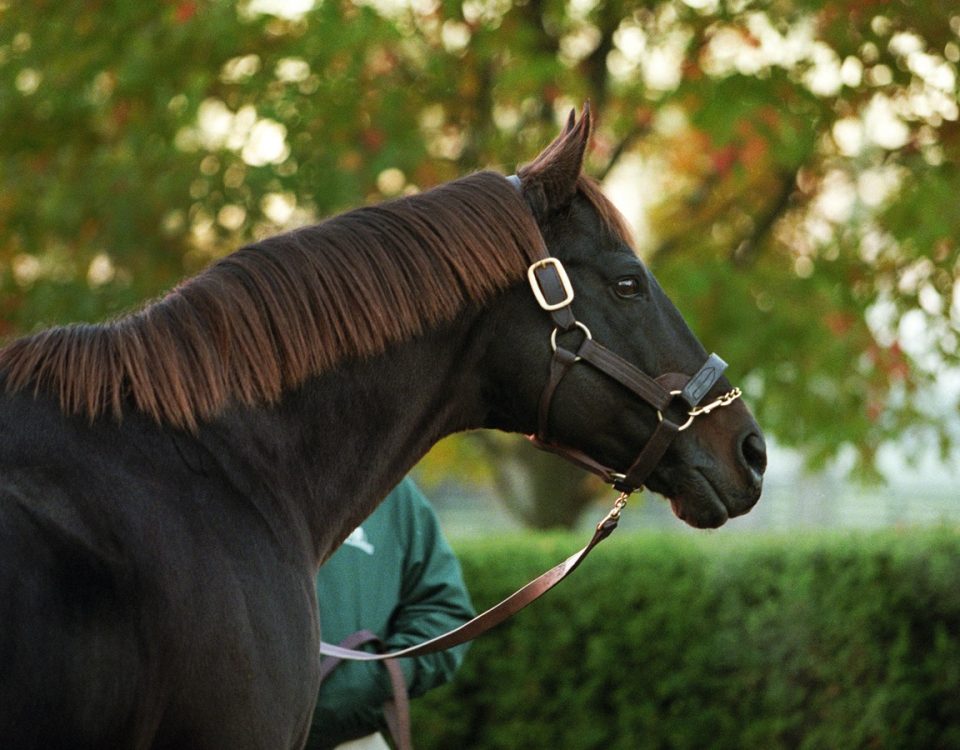 Seattle Slew - 1999 - Barbara D. Livingston