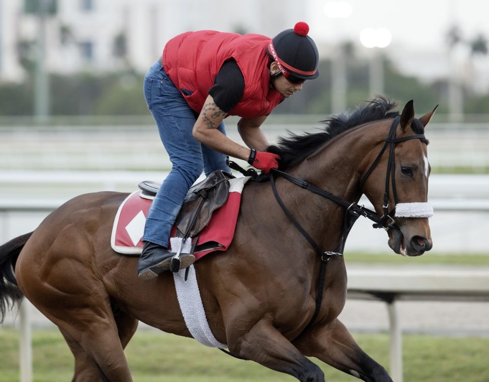 Hades - Gulfstream Park - Barbara D. Livingston