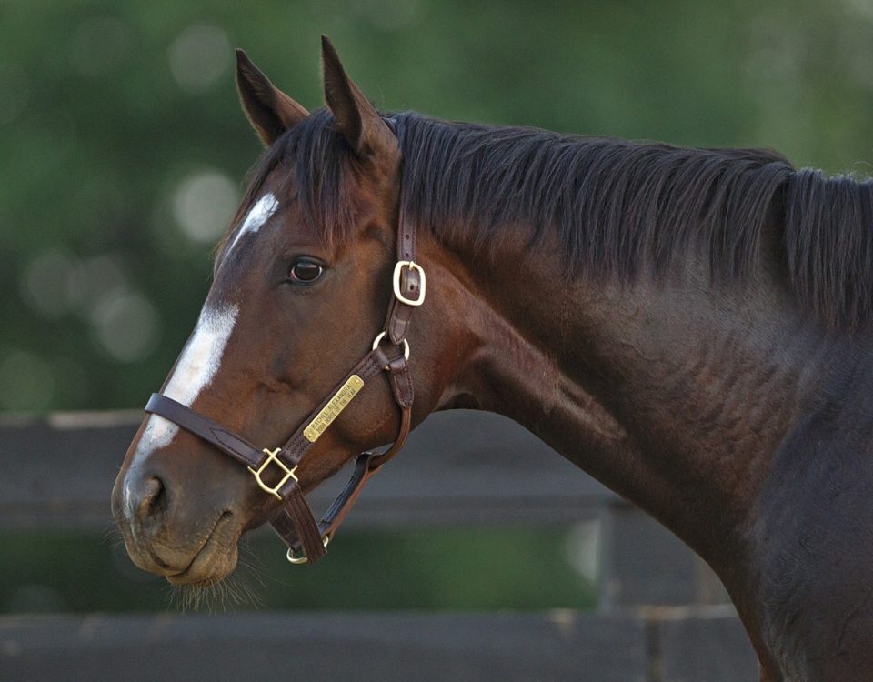 Rachel Alexandra - Barbara D. Livingston