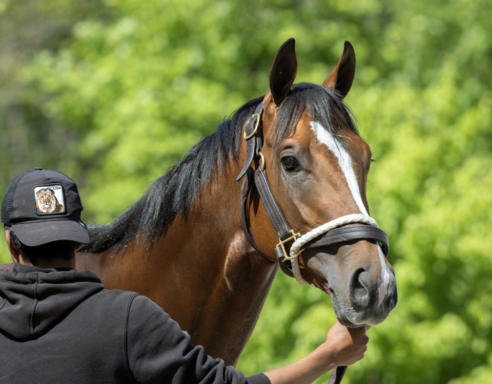 Mystik Dan - Saratoga - DRF Barbara Livingston