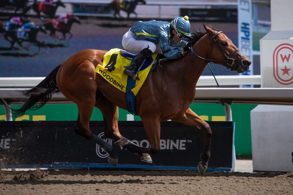 Flag of Honour - Jaques Cartier G3 - Woodbine - Julie Wright - Daily Racing Form