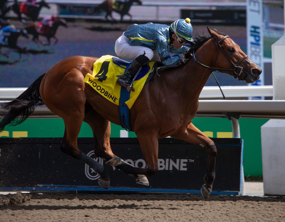 Flag of Honour - Jaques Cartier G3 - Woodbine - Julie Wright - Daily Racing Form