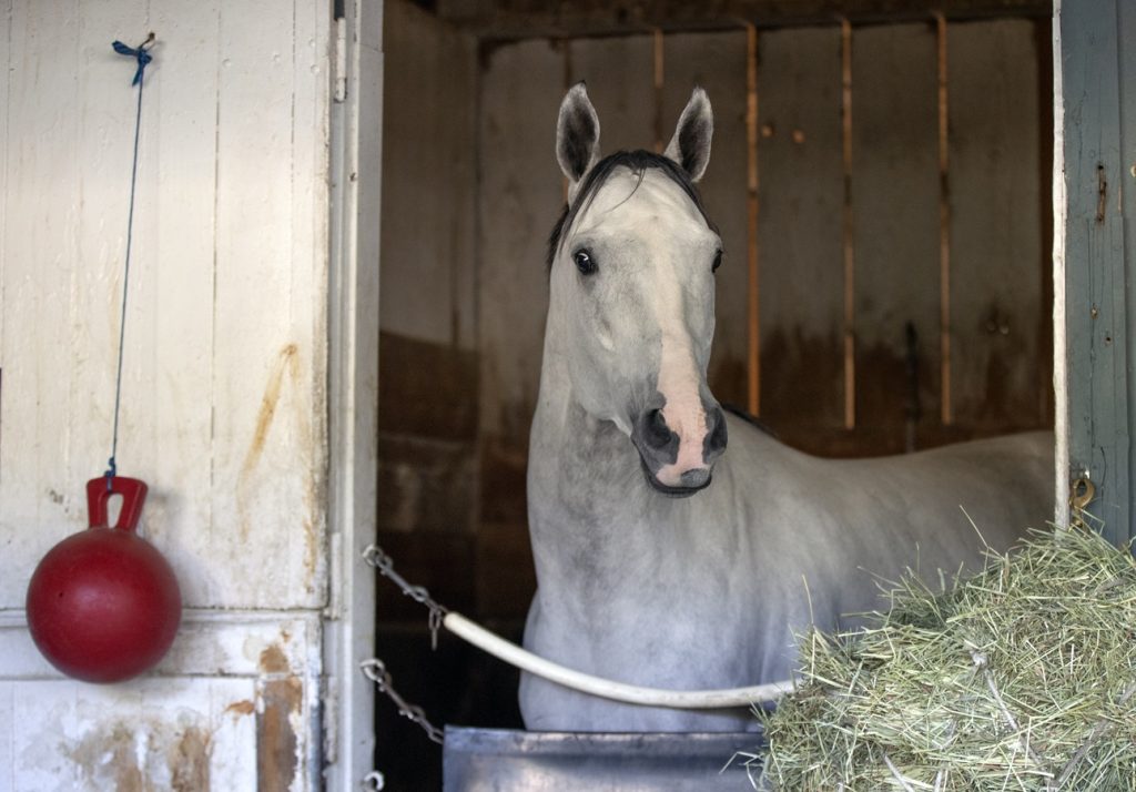 White Abarrio - Barbara D. Livingston- Daily Racing Form