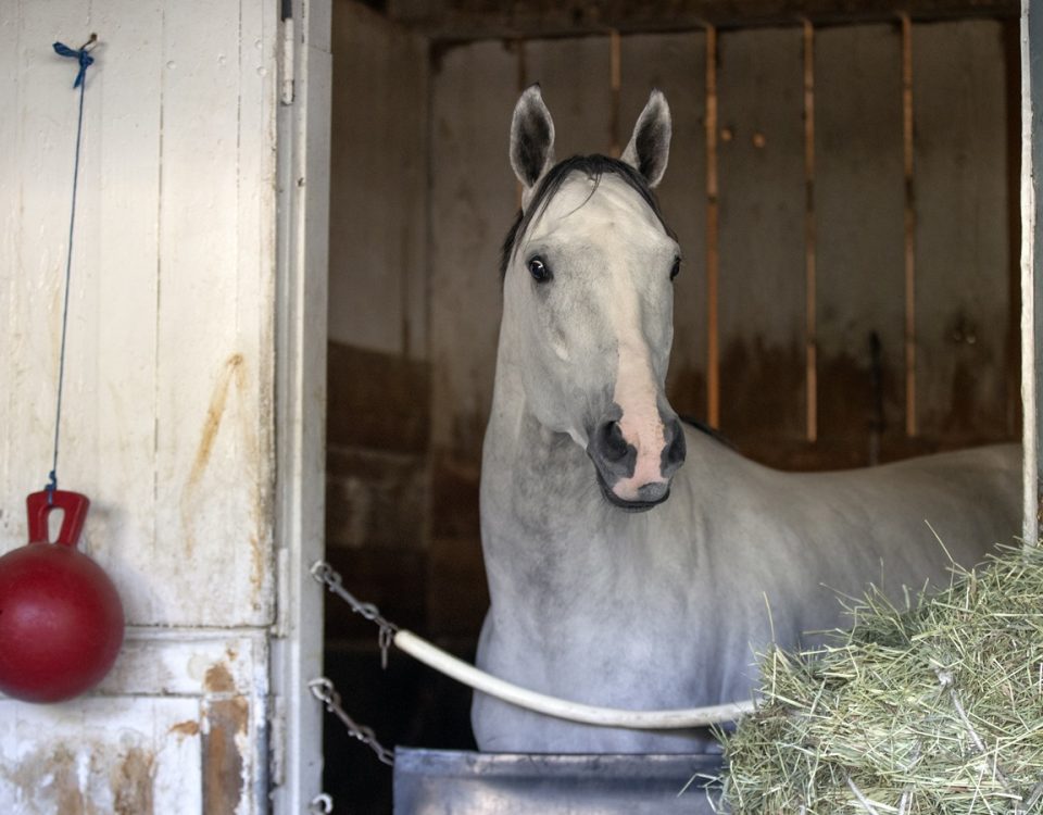 White Abarrio - Barbara D. Livingston- Daily Racing Form