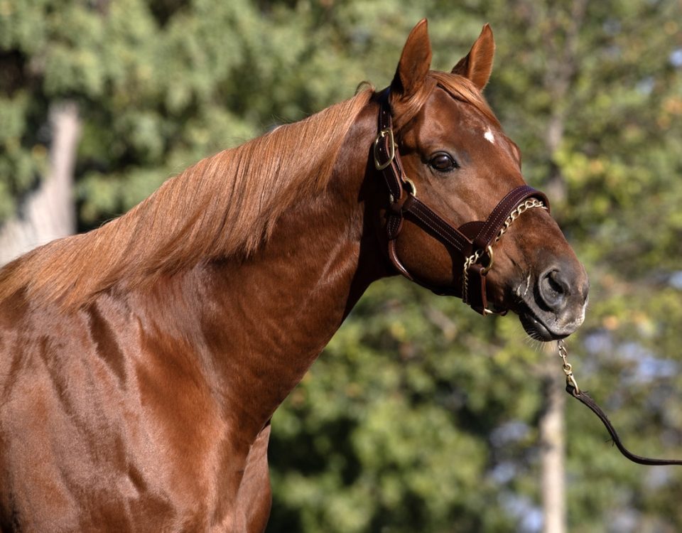 Gun Runner - DRF Barbara Livingston