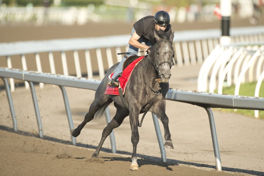 My Boy Prince - Woodbine - Michael Burns