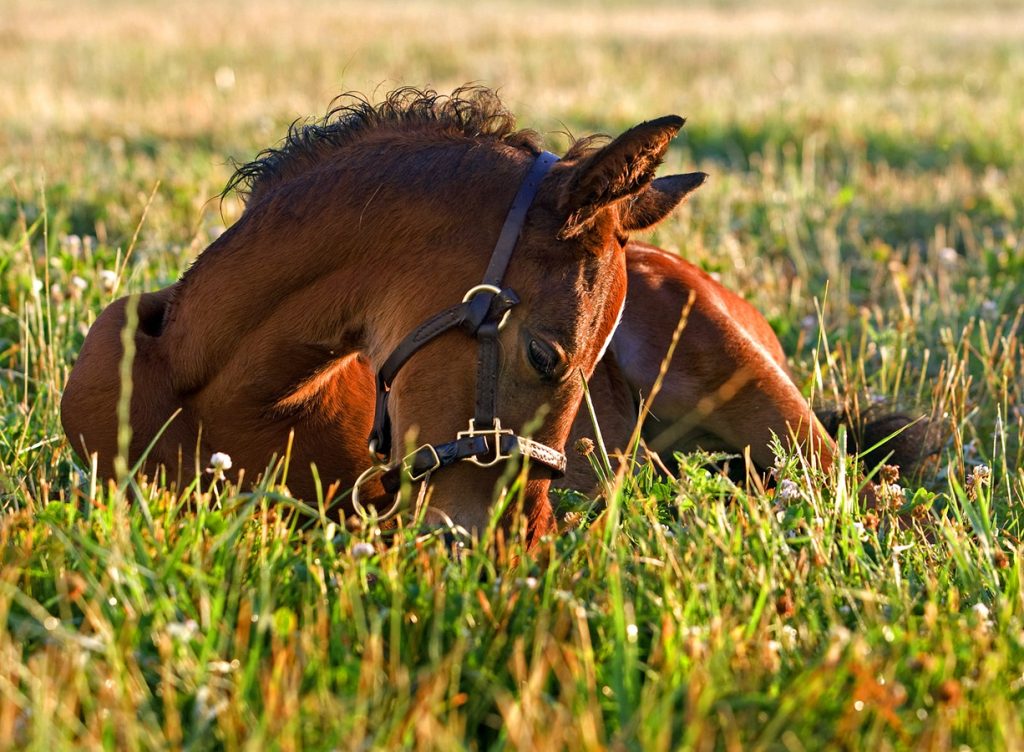 Spring Hill Farm - DRF Barbara Livingston