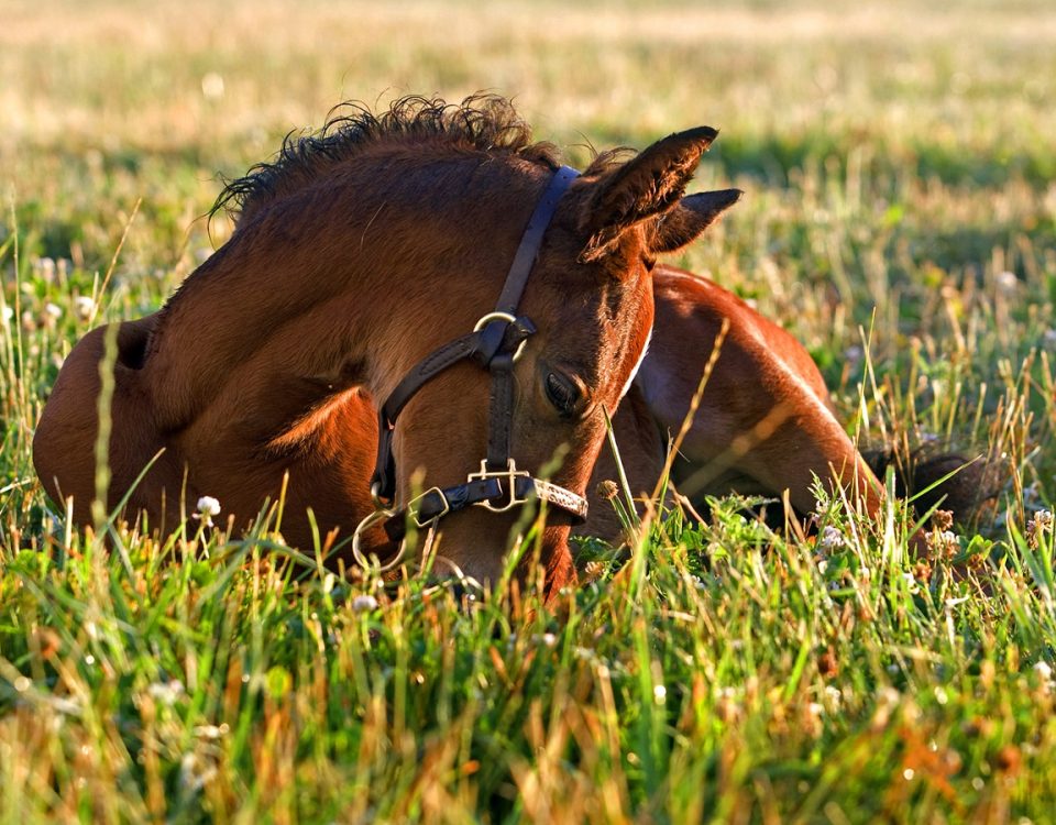 Spring Hill Farm - DRF Barbara Livingston