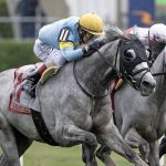 The Grey Wizard - Belmont Gold Cup - Barbara D. Livingston