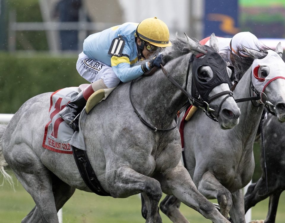 The Grey Wizard - Belmont Gold Cup - Barbara D. Livingston