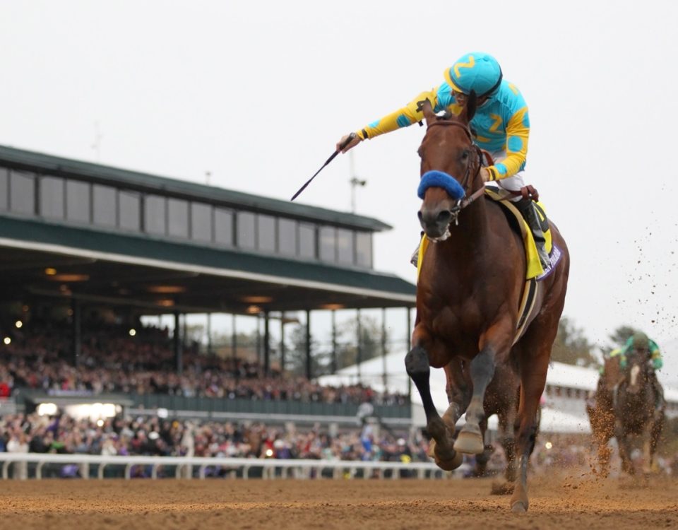 American Pharoah - Breeders Cup Classic 2015 - DRF Barbara Livingston