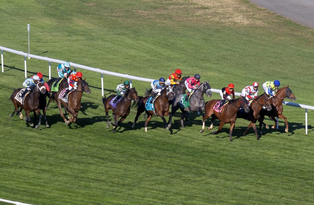 Aqueduct Turf racing scenic - DRF Barbara Livingston