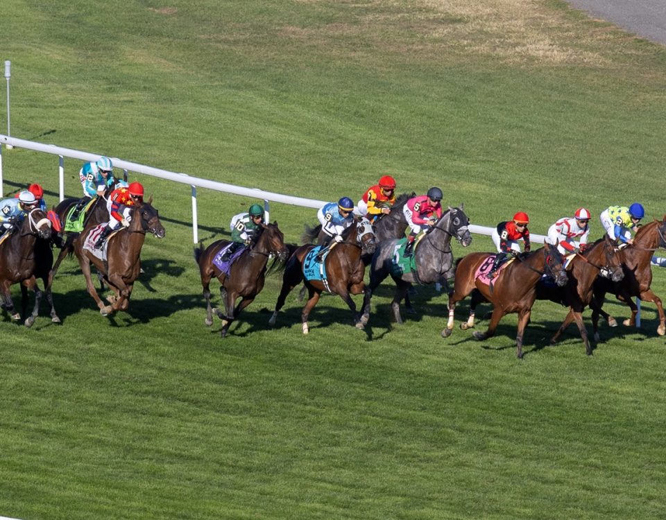 Aqueduct Turf racing scenic - DRF Barbara Livingston