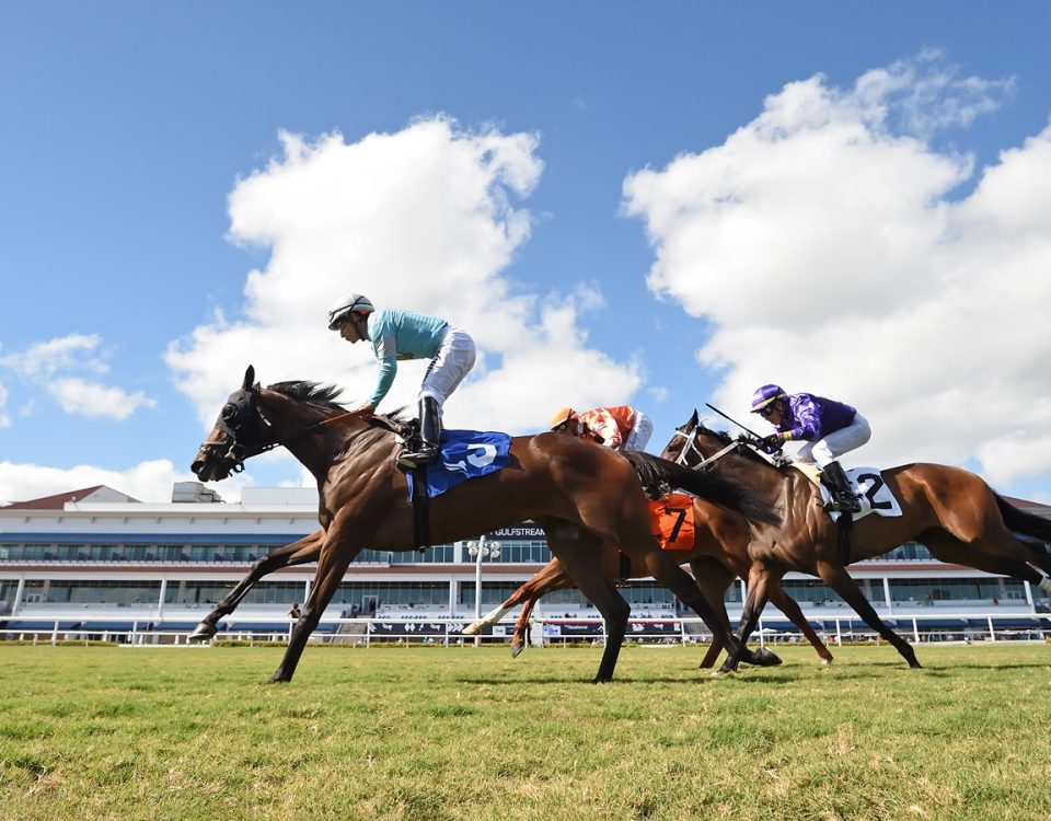 Dubawi Wowie - Gulfstream Park - Ryan Thompson Coglianese Photo