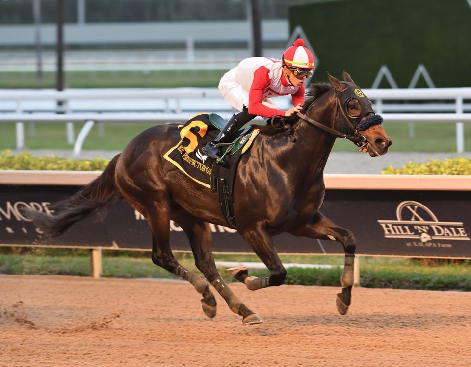 Mufasa - Mr. Prospector Stakes G3 - Coglianese Photo