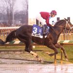 One Man Team - Heft Stakes - Jim McCue