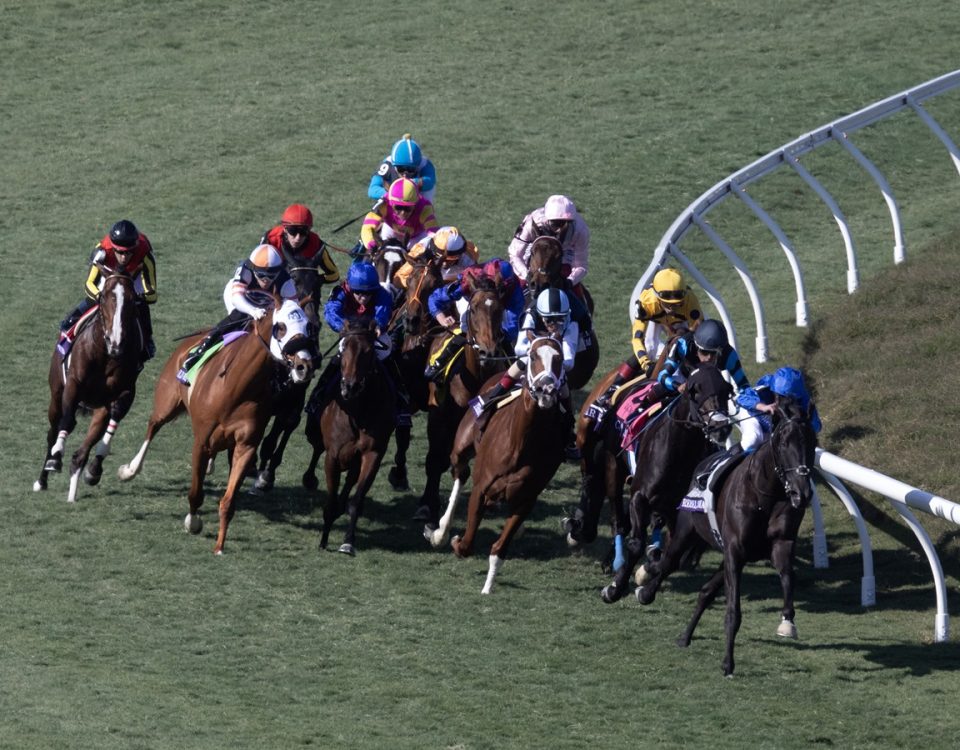 Rebel's Romance - Breeders' Cup Turf scenic - DRF Barbara Livingston