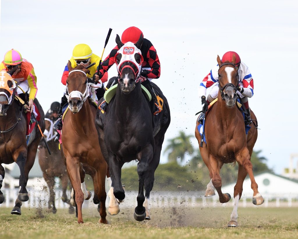 Ashima - Sunshine Filly and Mare Turf Stakes - Ryan Thompson Coglianese Photo