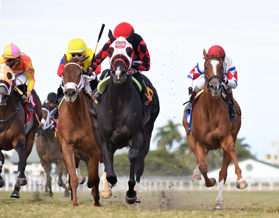 Ashima - Sunshine Filly and Mare Turf Stakes - Ryan Thompson Coglianese Photo