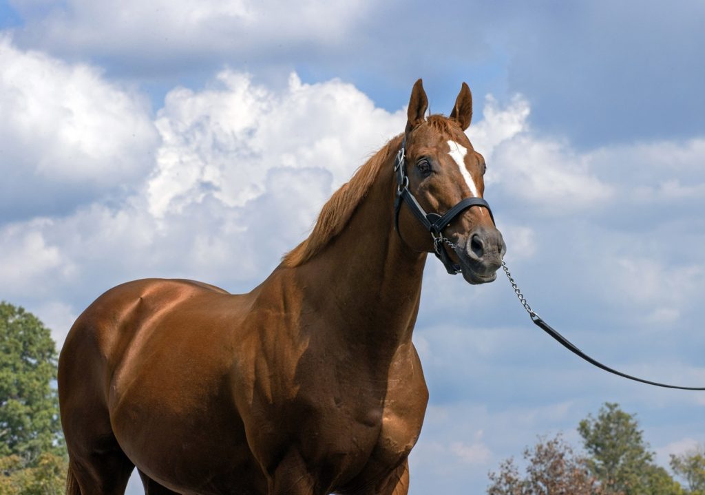 Curlin - DRF Barbara Livingston