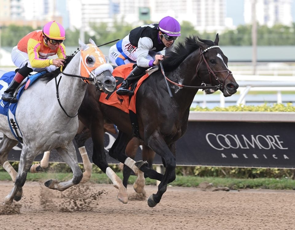 Damons Mound - Sunshine Sprint Stakes - Lauren King/Coglianese Photo